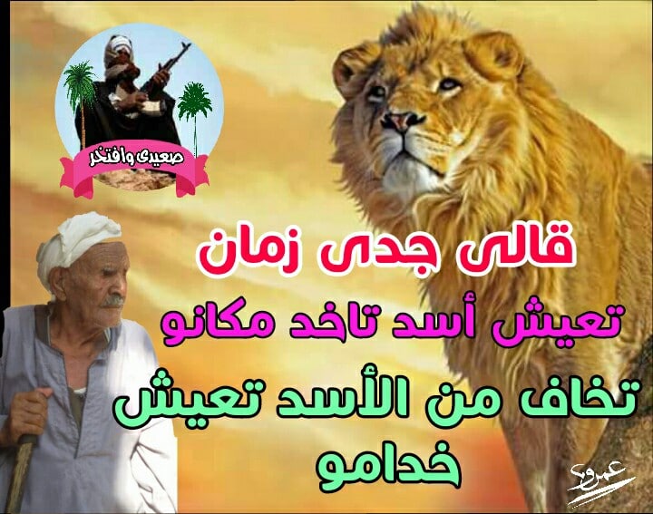 صور اسد : اجمل الصور للاسود والنمور، اسد ثري دي، خلفيات اسود 