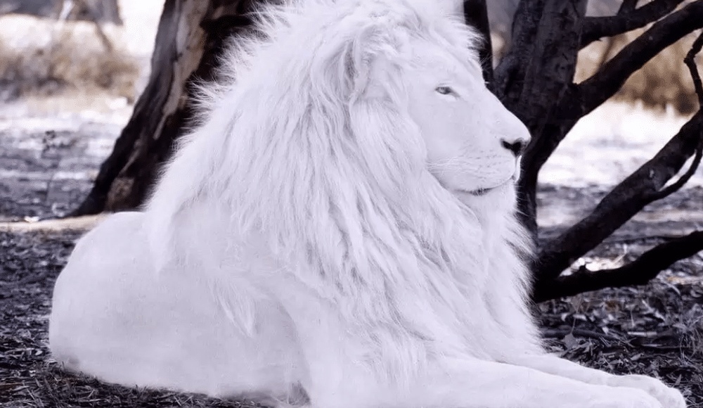 صور اسد : اجمل الصور للاسود والنمور، اسد ثري دي، خلفيات اسود 