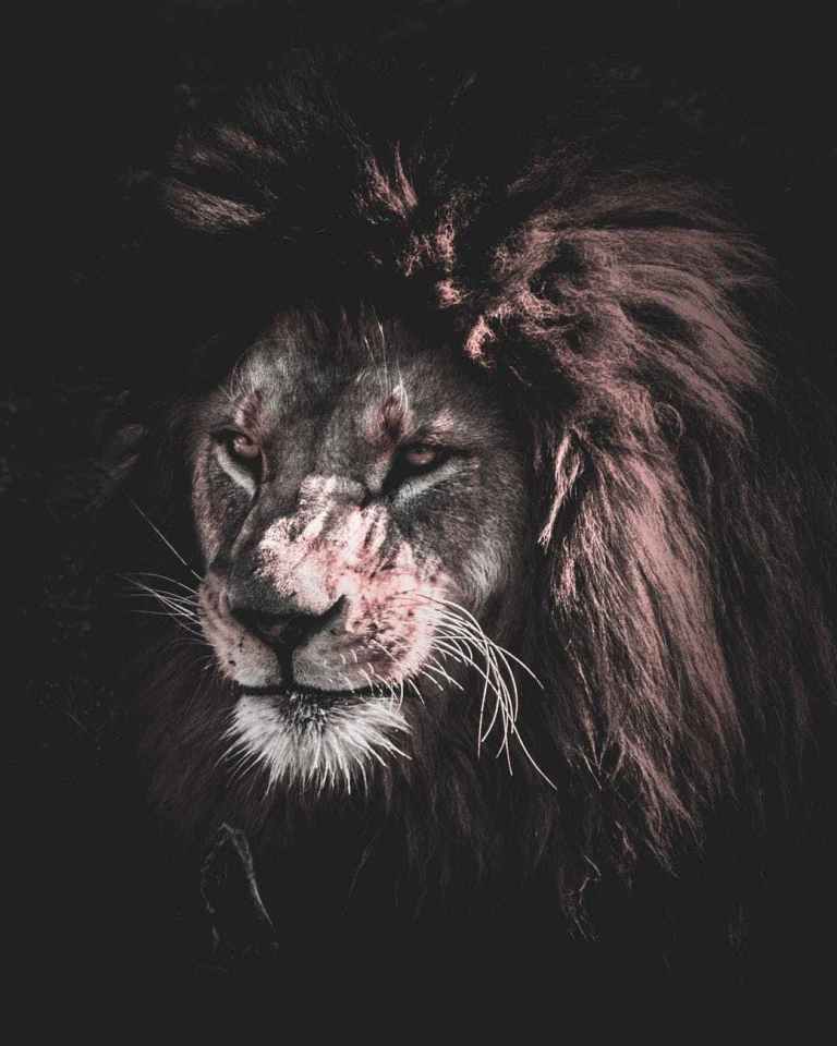 صور اسد : اجمل الصور للاسود والنمور، اسد ثري دي، خلفيات اسود 