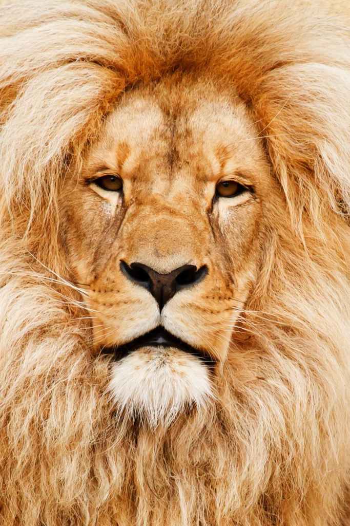 صور اسد : اجمل الصور للاسود والنمور، اسد ثري دي، خلفيات اسود 