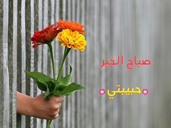 عبارات عن الحب صباح الخير