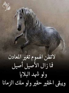 عبارات عن الشخص الاصيل