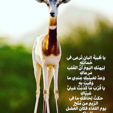 غزل عن الغزال