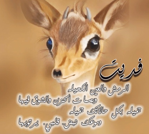 غزل عن الغزال