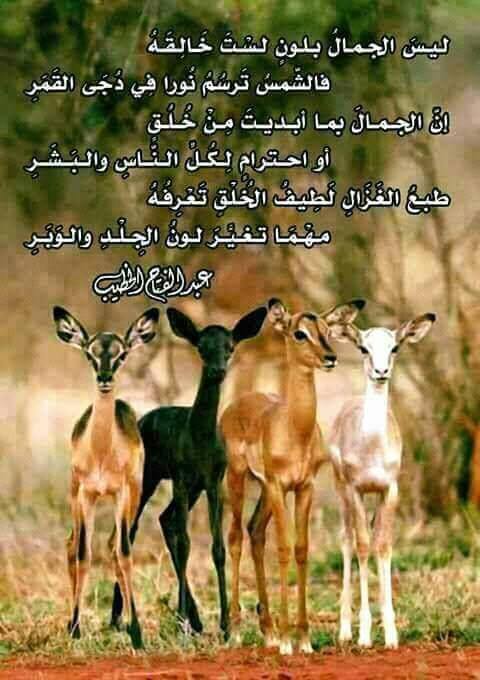 غزل عن الغزال