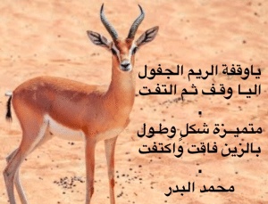 غزل عن الغزال