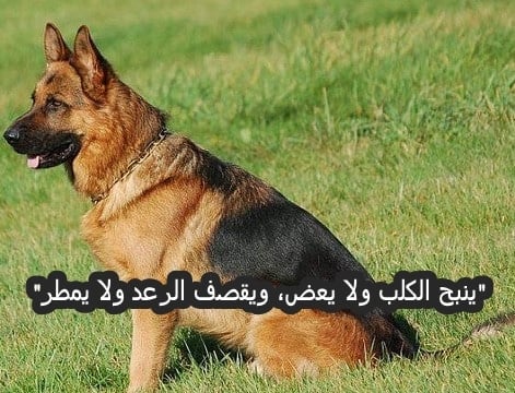 كلام عن حب الكلاب