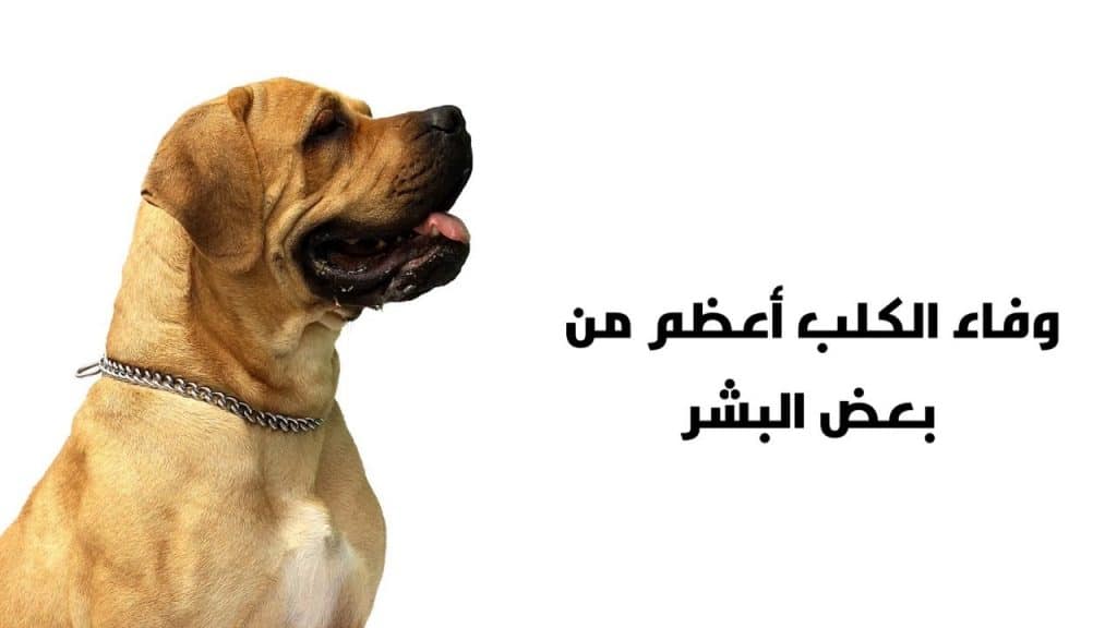 كلام عن حب الكلاب
