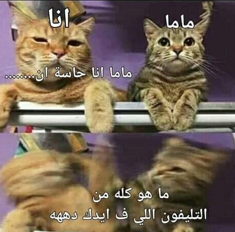 نكت