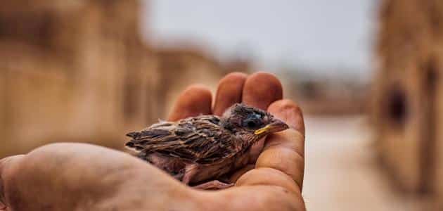 اذاعة مدرسية عن الرحمة