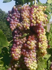 تفسير حلم العنب في المنام