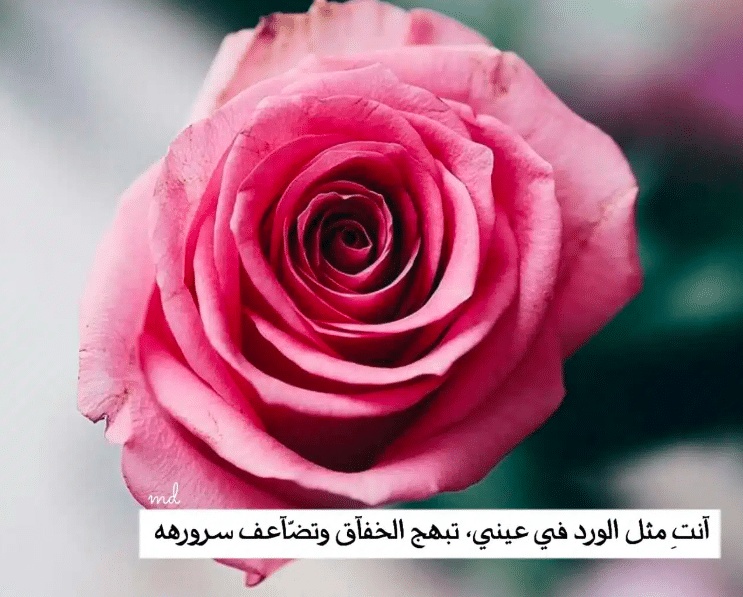 خواطر عن الورد والحب