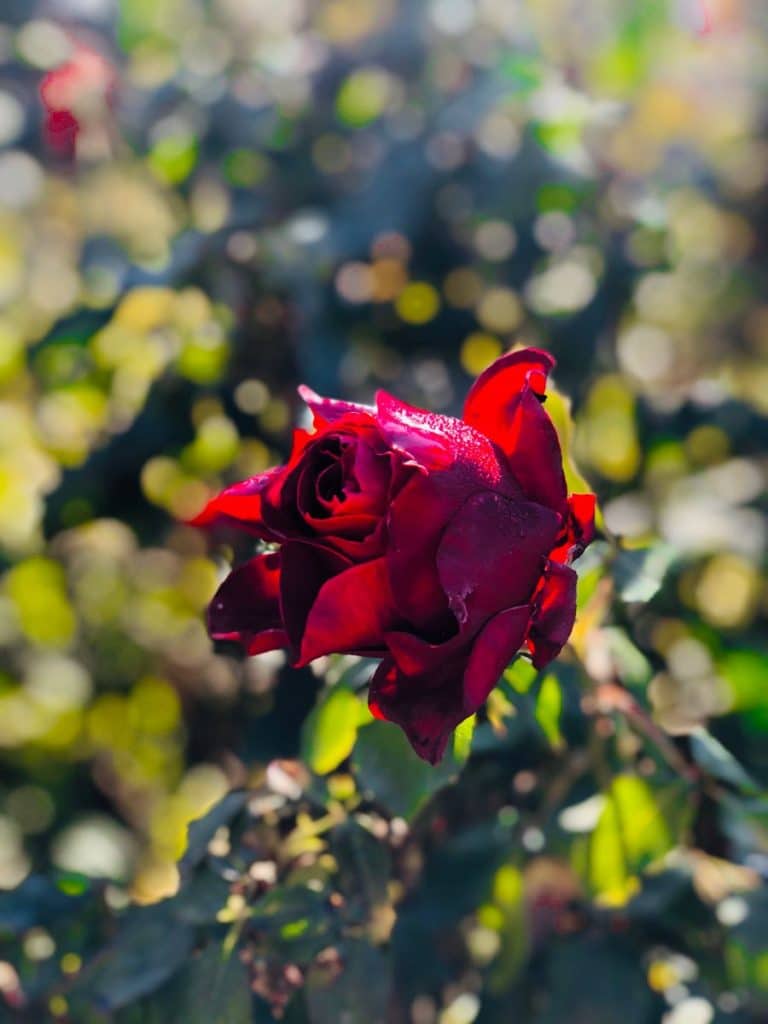 رمزيات جديدة