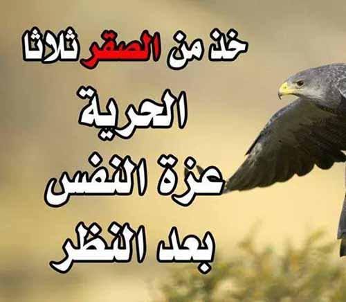 عبارات ترفع الراس