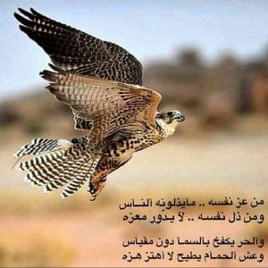 عبارات ترفع الراس