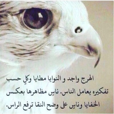 عبارات ترفع الراس